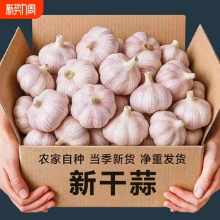 新干蒜紫皮大蒜新鲜大蒜头紫皮大蒜批发优质蒜子便宜 金乡大蒜