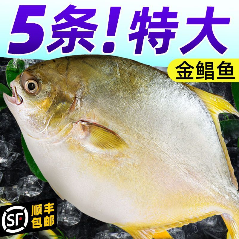 顺丰包邮新鲜特大金鲳鱼鲜活冷冻海鱼金昌鱼平鱼白鲳鳊鱼
