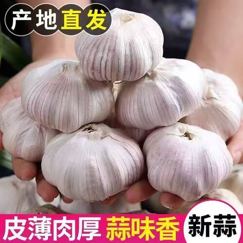 河南干大蒜头手工挑选直发大蒜