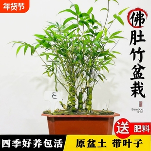佛肚竹盆栽老桩矮化罗汉竹小盆景室内客厅办公室桌面四季常青竹子
