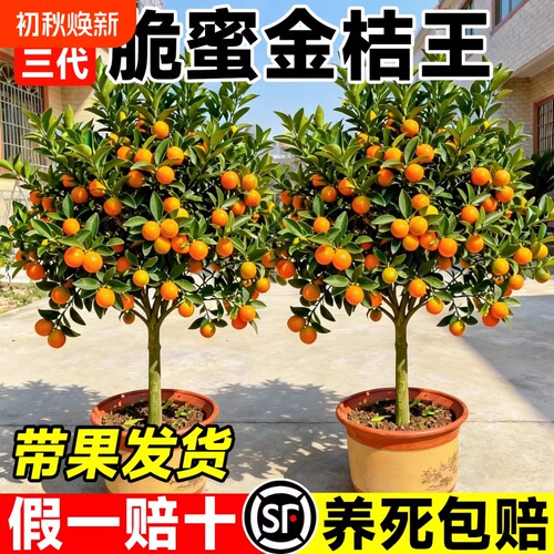 金桔树盆栽树苗可食用果树四季带果脆皮橘子果苗种植脆蜜砂糖橘