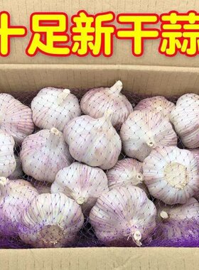 山东紫皮大蒜产地直发