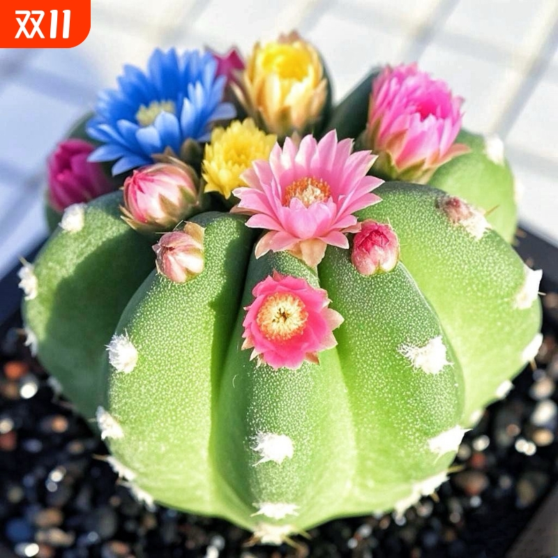 【新品短毛丸】嫁接仙人球开花稀有室内防辐射多肉办公室盆栽好养