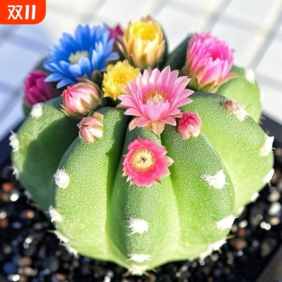【新品短毛丸】嫁接仙人球开花稀有室内防辐射多肉办公室盆栽好养
