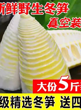 冬笋新鲜野生竹笋楠竹笋春笋火锅蔬菜袋装5斤整箱商用批发