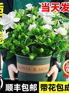 栀子花盆栽四季开花水培绿植室内桌面苞长寿花茉莉花客厅阳台卧室