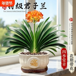 君子兰盆栽带花苞室内办公室花卉绿植物特大号国宝级好养盆景招财