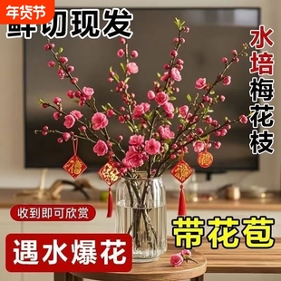 【遇水开花】水培植物水养腊梅遇水开花带花苞花卉室内绿植耐寒