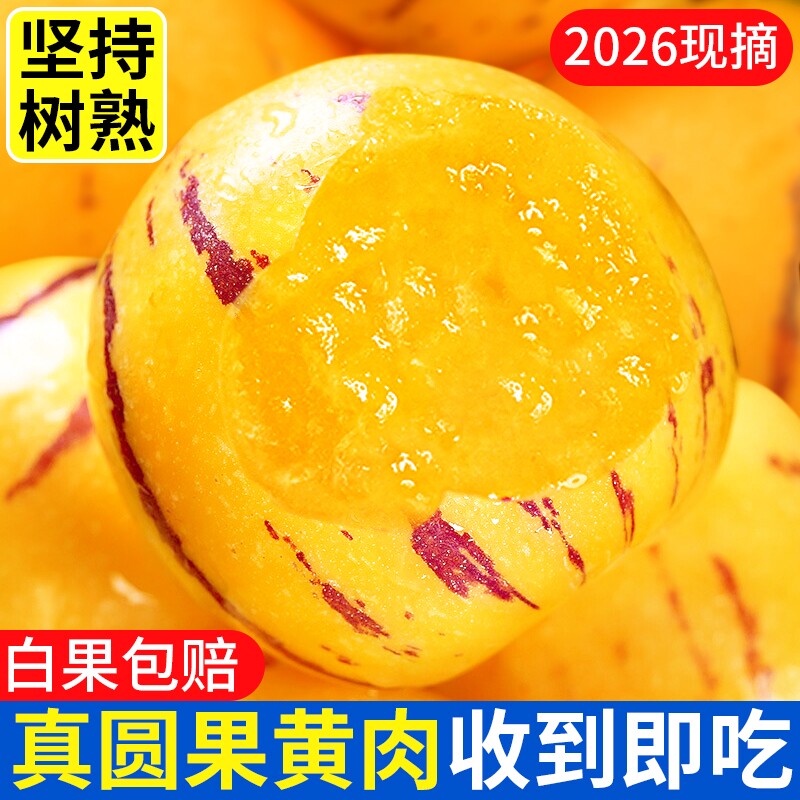 云南石林人参果大果新鲜水果树上熟人心黄肉人参果应季美食试吃