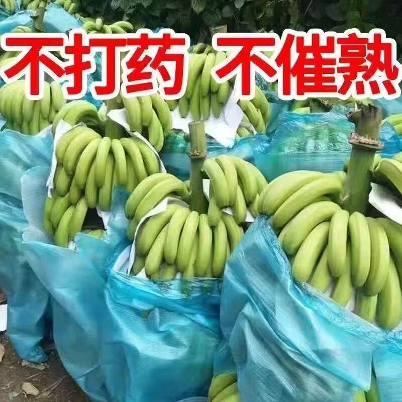 云南高山当季正宗青皮香蕉甜糯