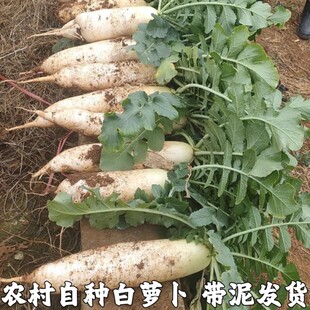 安徽现挖水果大个白萝卜新鲜蔬菜农家辛辣甜青罗卜胡萝卜当季