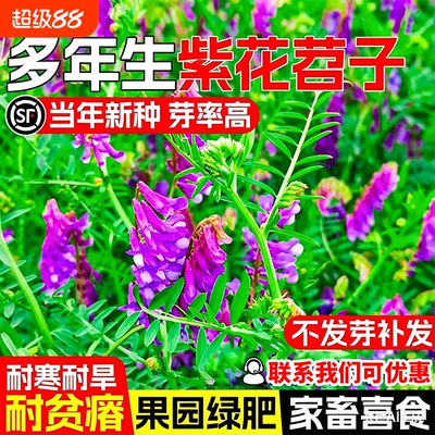 紫花苕种子毛苕子饲用绿肥蜜源箭舌豌豆四季高产牧草耐贫瘠草种籽