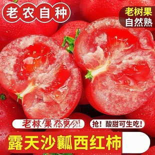 正宗沙瓤西红柿新鲜自然熟番茄当季水果整箱蔬菜非铁皮柿