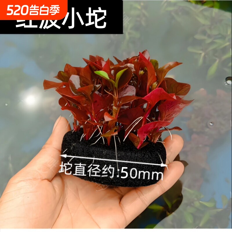 鱼缸造景红波坨草生态水草懒人水培增氧阴性淡水草植物好养活专业