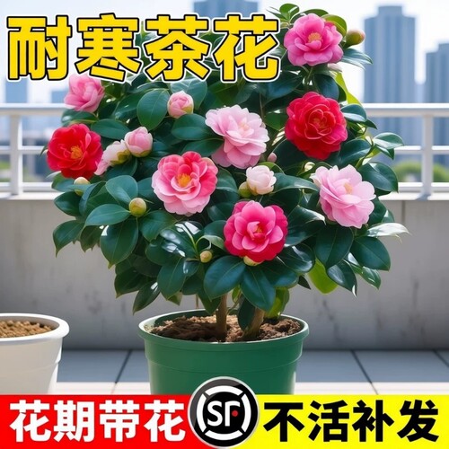 四季茶花树苗带花苞盆栽香妃山茶花室内绿植红赤丹花四季常青好养
