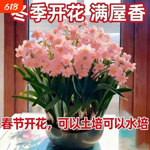 重瓣水仙花水仙室内水培开花植物年货冬天客厅土培阳台告白浓香