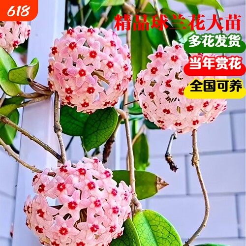 球兰盆栽垂吊绿植好养易爆花