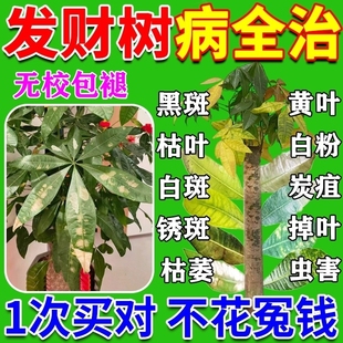 发财树专用营养液促生根黄叶枯叶烂根专用药杀菌剂L土壤康灵发芽