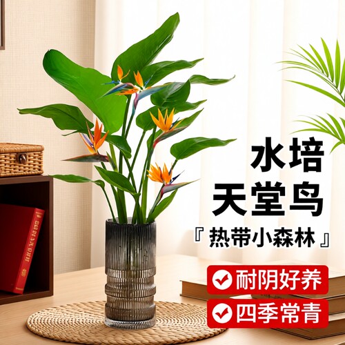 天堂鸟四季好养活|超1万次加购