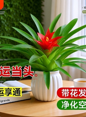 鸿运当头花盆栽花卉室内绿植水培新款带花客厅自吸水驱蚊冬季