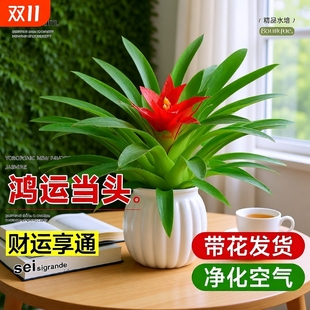鸿运当头花盆栽花卉室内绿植水培新款带花客厅自吸水驱蚊冬季