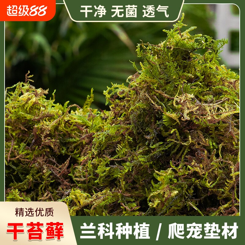 干苔藓天然优质青苔蝴蝶兰花专用水苔石斛种植营养土爬宠乌龟垫材