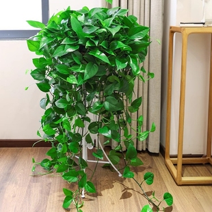 绿萝盆栽室内长藤大盆绿箩植物吸除甲醛水培新房客厅绿植卧室摆放