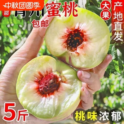 正宗山东青州蜜桃新鲜水果桃子孕妇当季脆桃冬桃产地直发现摘现发