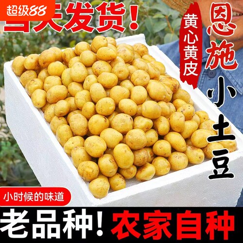 恩施小土豆农家正宗新鲜