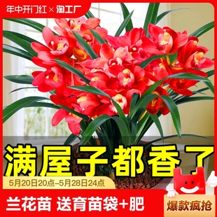 开花客厅喜阴耐寒精品 兰花苗盆栽好养君子兰蝴蝶兰花卉绿植物四季