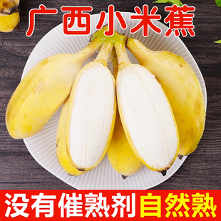 正宗广西苹果蕉焦小米香蕉新鲜水果当季 粉蕉禁止拒绝蕉绿
