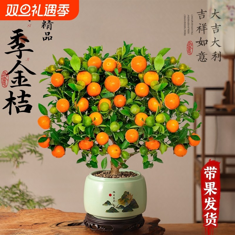 【四季绿植】室内盆栽脆皮金桔树