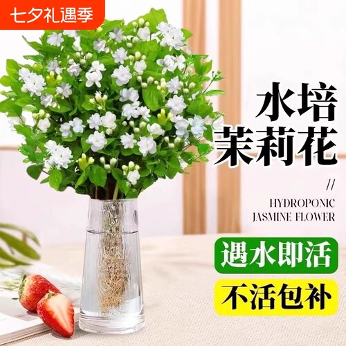 茉莉花苗盆栽水培植物驱蚊九里香老桩花卉室内好养活四季开花客厅