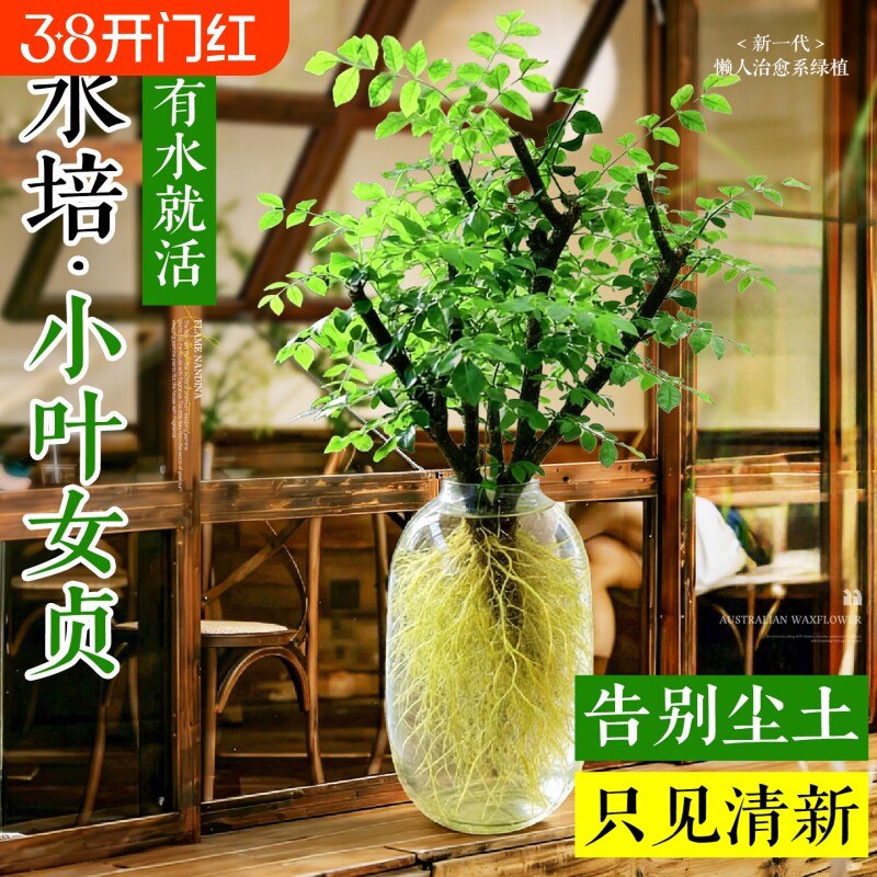 小叶女贞水培植物鲜切枝办公室花卉老桩造型绿植四季好养招财耐阴