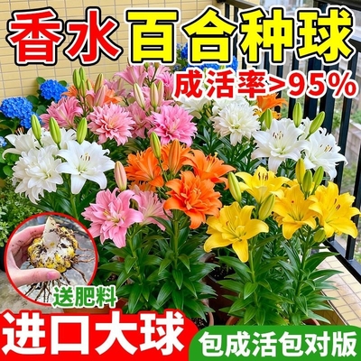 香水百合种球重瓣四季开花室内盆栽观花植物室外好养易活花苗花卉