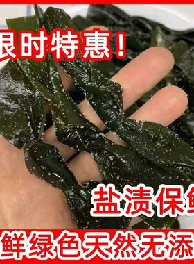 新鲜盐渍海带结厚霞浦海带非干海带非干货批发价海带海白菜海带扣