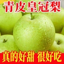 新鲜水果酥梨 正宗青皇冠梨青皮梨子雪梨砀山青梨现摘当季 火爆