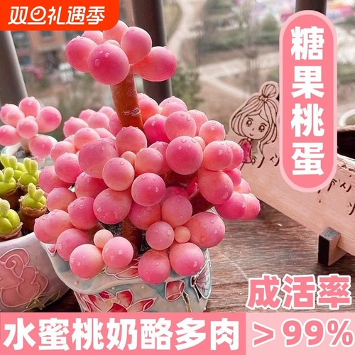 超萌桃蛋老桩多头群生多肉植物可爱盆栽肉肉新手办公室花卉防辐射