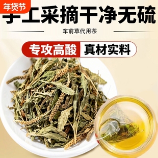 野生车前草茶包正品中药材新鲜干货车钱草高酸泡水喝的功效与作用