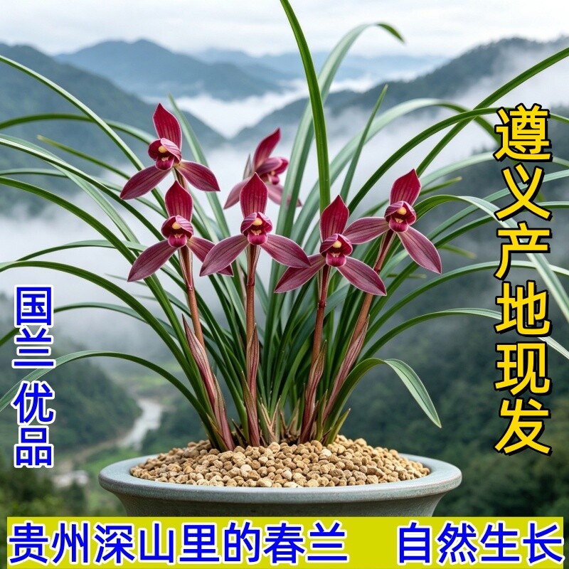 贵州名品春兰冬带花苞兰花苗浓香盆栽花卉室内国兰花草原生好养										