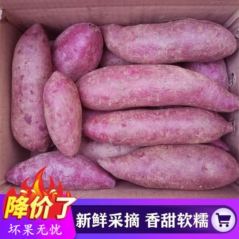 新鲜紫薯农家自种番薯地瓜农家蜜薯9斤板栗香红沙地薯糖心山芋 - 实物图