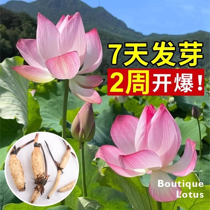 荷花种根苗盆栽水养观赏荷花种藕苗碗莲花种籽子水培植物室内好养