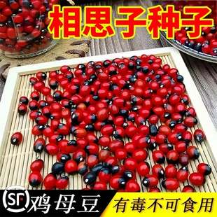 相思子种子鸡母珠海红豆珊瑚珠豆食用鄂西红豆树耐热种植耐寒优质