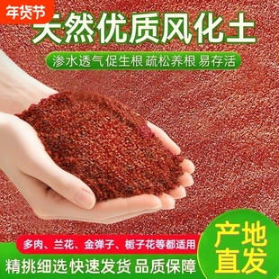 金弹子茶花多肉兰花雀舌黄杨天然酸性专用土风化土风化石颗粒土壤