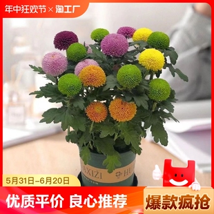 大盆乒乓菊盆栽带花盆四季 开花菊花带花苞好养活室内阳台绿植花卉