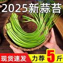2025现货脆嫩细蒜苔农家新鲜短蒜苔红帽蒜薹嫩蒜苔新鲜当应季 蔬菜