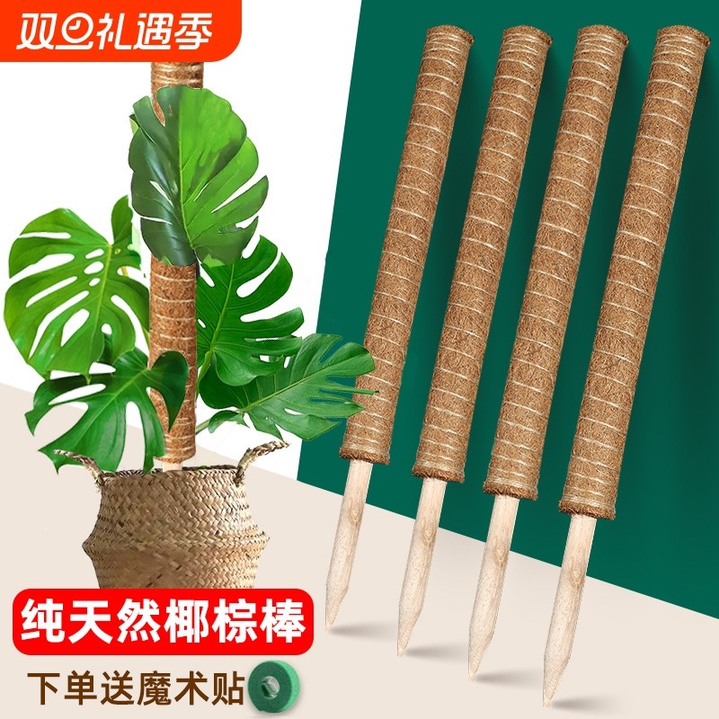 龟背竹支撑杆椰棕棒植物攀爬藤棕榈柱绿萝固定防倒伏花架椰丝苔藓