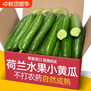 精选现摘寿光水果黄瓜新鲜小黄瓜品质小青瓜蔬菜农家山东旱生吃