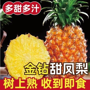 【精品果】海南金钻凤梨香甜爆汁新鲜水果应季特大凤梨树上熟现摘