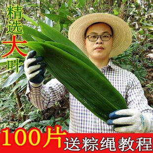 新鲜粽子叶特大粽叶箬叶端午节包粽子的叶子家用商用干送绳现摘